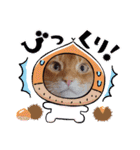 Chiro ＆ Dale（個別スタンプ：35）