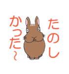 ネザーランド・ドワーフのラーちゃん（個別スタンプ：1）