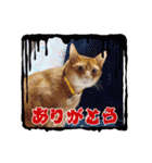 chirodale（個別スタンプ：6）