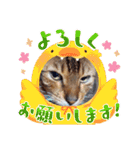 chirodale（個別スタンプ：24）