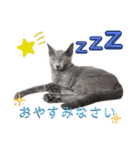 ロシアンブルー好き（個別スタンプ：4）