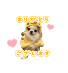 わんわんスタンプ‎໒꒱（個別スタンプ：2）