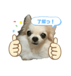 わんわんスタンプ‎໒꒱（個別スタンプ：3）