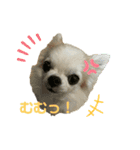 わんわんスタンプ‎໒꒱（個別スタンプ：8）