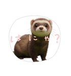 【フェレット】（個別スタンプ：3）