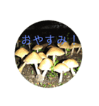 野生のきのこのスタンプ（個別スタンプ：2）