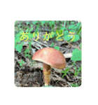 野生のきのこのスタンプ（個別スタンプ：3）