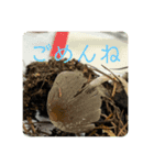 野生のきのこのスタンプ（個別スタンプ：4）