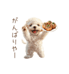 たこ焼き大好き！関西弁トイプードル（個別スタンプ：4）