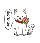 柴犬(白色)（個別スタンプ：1）
