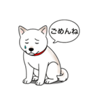 柴犬(白色)（個別スタンプ：2）