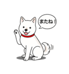 柴犬(白色)（個別スタンプ：3）