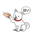 柴犬(白色)（個別スタンプ：4）