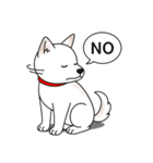柴犬(白色)（個別スタンプ：5）