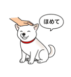 柴犬(白色)（個別スタンプ：6）