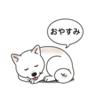 柴犬(白色)（個別スタンプ：7）
