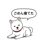 柴犬(白色)（個別スタンプ：8）