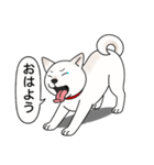 柴犬(白色)（個別スタンプ：9）
