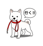柴犬(白色)（個別スタンプ：11）