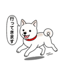 柴犬(白色)（個別スタンプ：12）