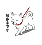 柴犬(白色)（個別スタンプ：13）