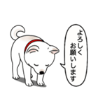 柴犬(白色)（個別スタンプ：14）