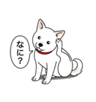 柴犬(白色)（個別スタンプ：15）