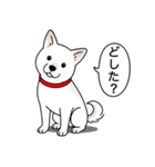 柴犬(白色)（個別スタンプ：16）