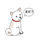 柴犬(白色)（個別スタンプ：17）