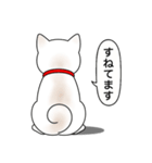 柴犬(白色)（個別スタンプ：18）