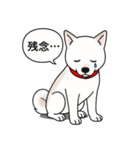 柴犬(白色)（個別スタンプ：19）