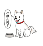 柴犬(白色)（個別スタンプ：21）