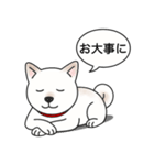 柴犬(白色)（個別スタンプ：22）
