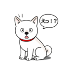柴犬(白色)（個別スタンプ：23）