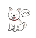 柴犬(白色)（個別スタンプ：24）