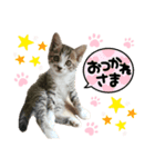 にゃんここの日常会話（個別スタンプ：2）