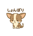 チワワの癒し  スタンプ（個別スタンプ：10）
