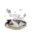 むーちゃんの日常（梅雨）（個別スタンプ：3）