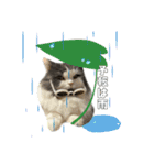むーちゃんの日常（梅雨）（個別スタンプ：11）