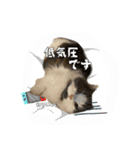 むーちゃんの日常（梅雨）（個別スタンプ：14）
