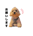 JYO’s sticker（個別スタンプ：13）
