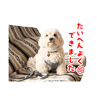 JYO’s sticker（個別スタンプ：39）