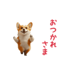踊る！コーギー（個別スタンプ：1）