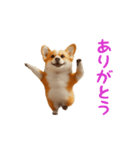 踊る！コーギー（個別スタンプ：5）