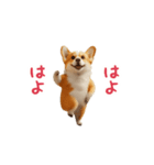 踊る！コーギー（個別スタンプ：10）