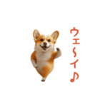 踊る！コーギー（個別スタンプ：12）
