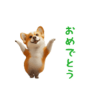 踊る！コーギー（個別スタンプ：16）