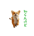 踊る！コーギー（個別スタンプ：17）
