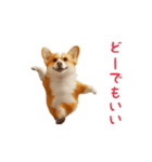 踊る！コーギー（個別スタンプ：20）