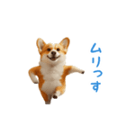 踊る！コーギー（個別スタンプ：22）